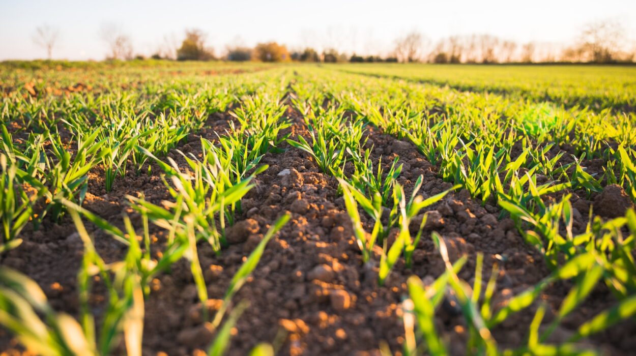 green grass field during daytime