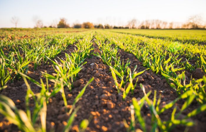 green grass field during daytime